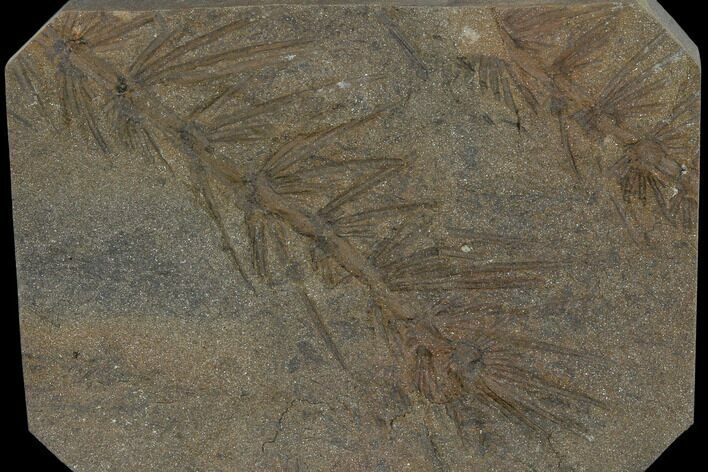 Fossil Pennsylvanian Horsetail (Asterophyllites) - France #114630